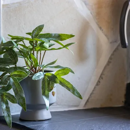 Pepe Paz Y Encanto Natural