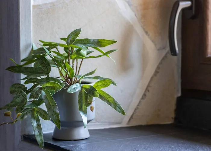 Pepe Paz Y Encanto Natural